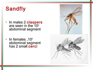 Insects of public health importance | PPT