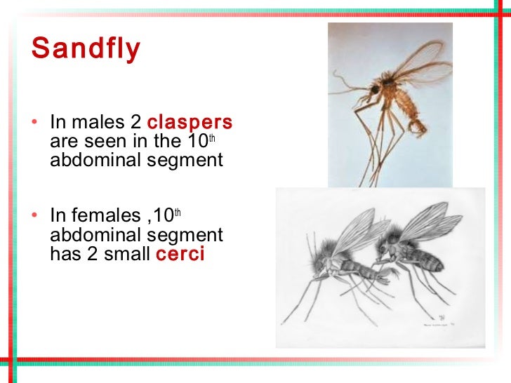 Insects of public health importance