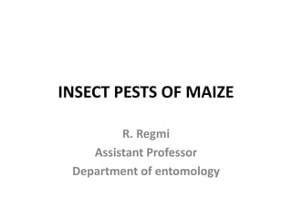 INSECT PESTS OF MAIZE
R. Regmi
Assistant Professor
Department of entomology
 
