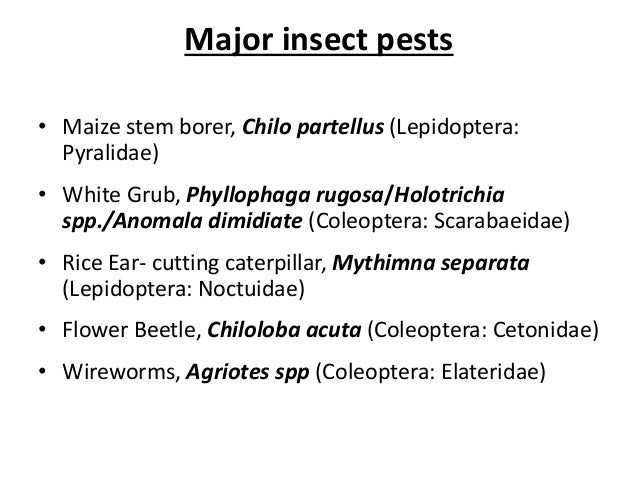 Insects Pests Of Maize