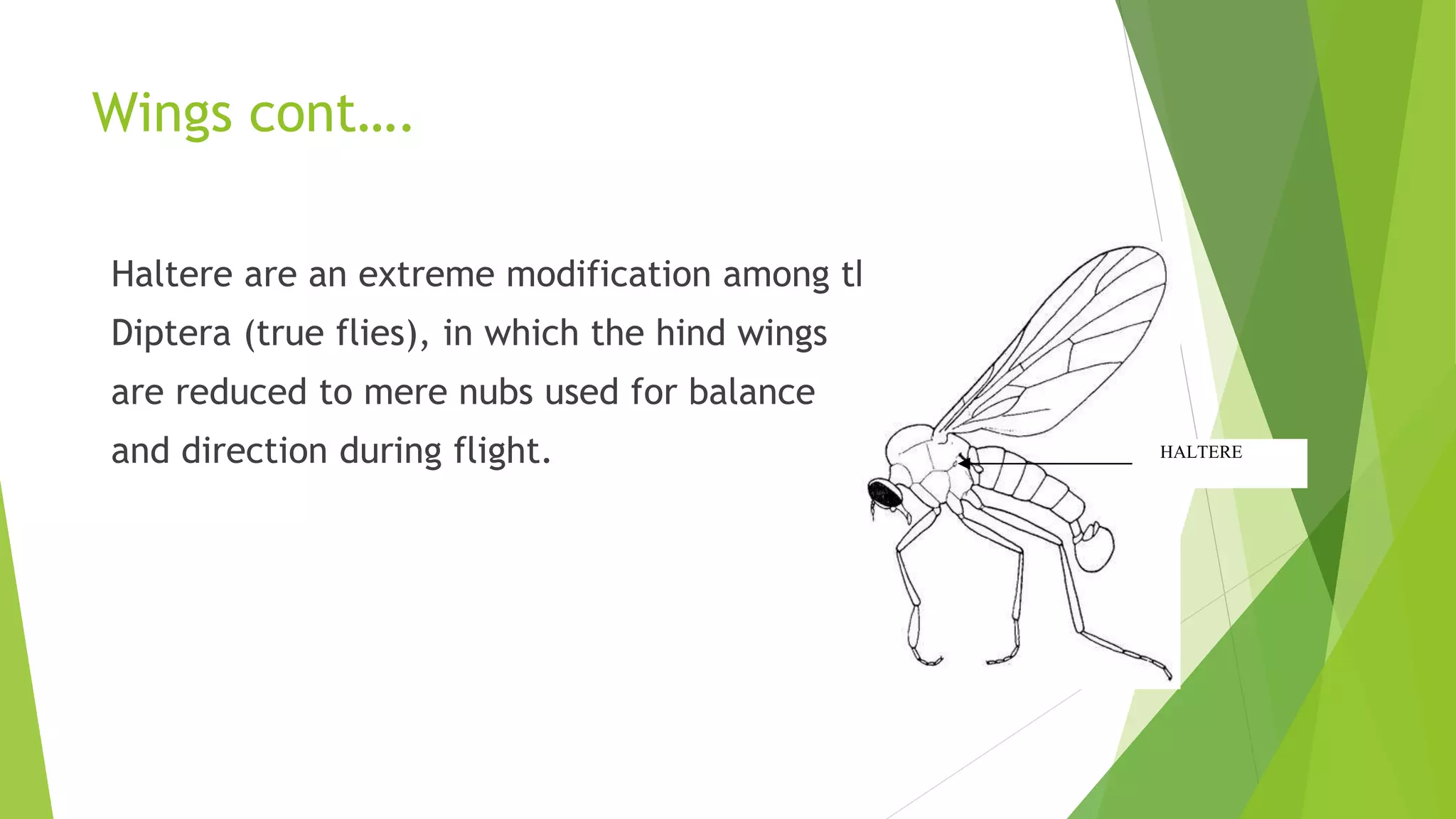 Insects physiology | PPTX