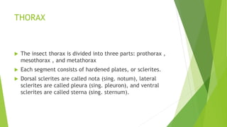 Sterna Insects Insects physiology | PPTX