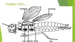 Sterna Insects Insects physiology | PPTX