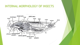 Insects physiology | PPTX