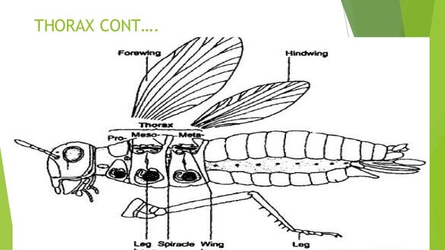 Thorax Insect Anatomy _ Insect Anatomy: The Parts of a Caterpillar – YAZEGZ