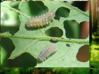 Insect Succession Examples Insects,plant community structure. and succession | PPTX