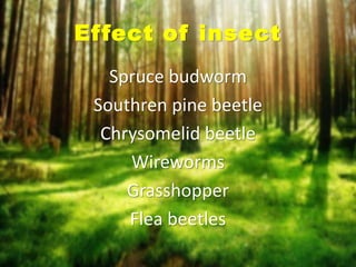 Insect Succession Examples Insects,plant community structure. and succession | PPTX