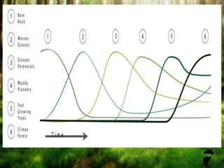 Insect Succession Examples Insects,plant community structure. and succession | PPTX