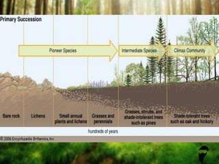 Insect Succession Examples Insects,plant community structure. and succession | PPTX
