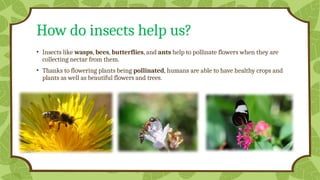 InsectsPowerpoint for Kg insects-1.pptxx | PPTX