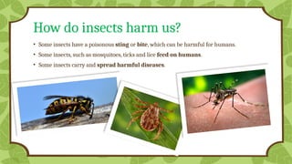 Health Risks From Insects InsectsPowerpoint for Kg insects-1.pptxx | PPTX