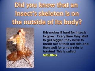 This makes it hard for insects
to grow. Every time they start
to get bigger, they have to
break out of their old skin and
then wait for a new skin to
harden! This is called
MOLTING.