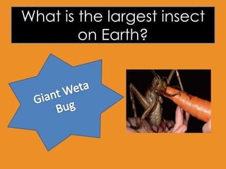 What is the largest insect
on Earth?