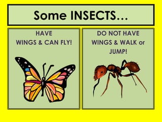 Some INSECTS…
     HAVE           DO NOT HAVE
WINGS & CAN FLY!   WINGS & WALK or
                       JUMP!
 