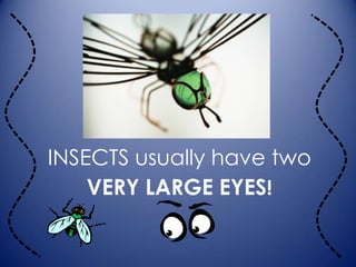 INSECTS usually have two
    VERY LARGE EYES!
 