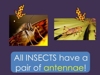 All INSECTS have a
pair of antennae!
 