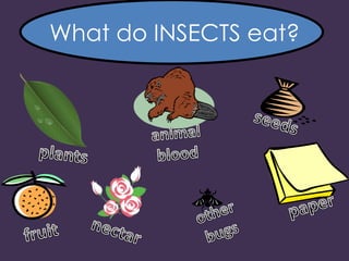 What do INSECTS eat?
 