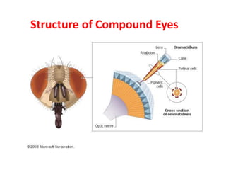 Compound Eye Science Insect Inspired technology | PPTX