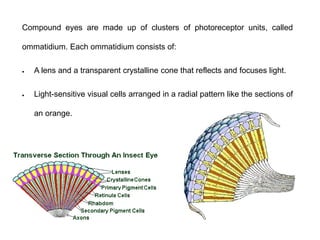 Insect Inspired technology | PPTX