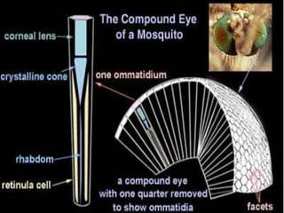 Insect Inspired Tech Insect Inspired technology | PPTX