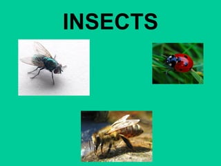 INSECTS 
 