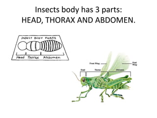 Insects presentation | PPTX