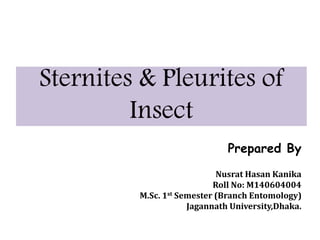 Sternites & Pleurites of
Insect
Prepared By
Nusrat Hasan Kanika
Roll No: M140604004
M.Sc. 1st Semester (Branch Entomology)
Jagannath University,Dhaka.
 