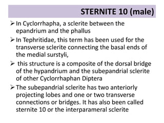 Insect sternites & pleurites | PPTX