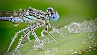 Macro photos, Insects touched by dew drops...