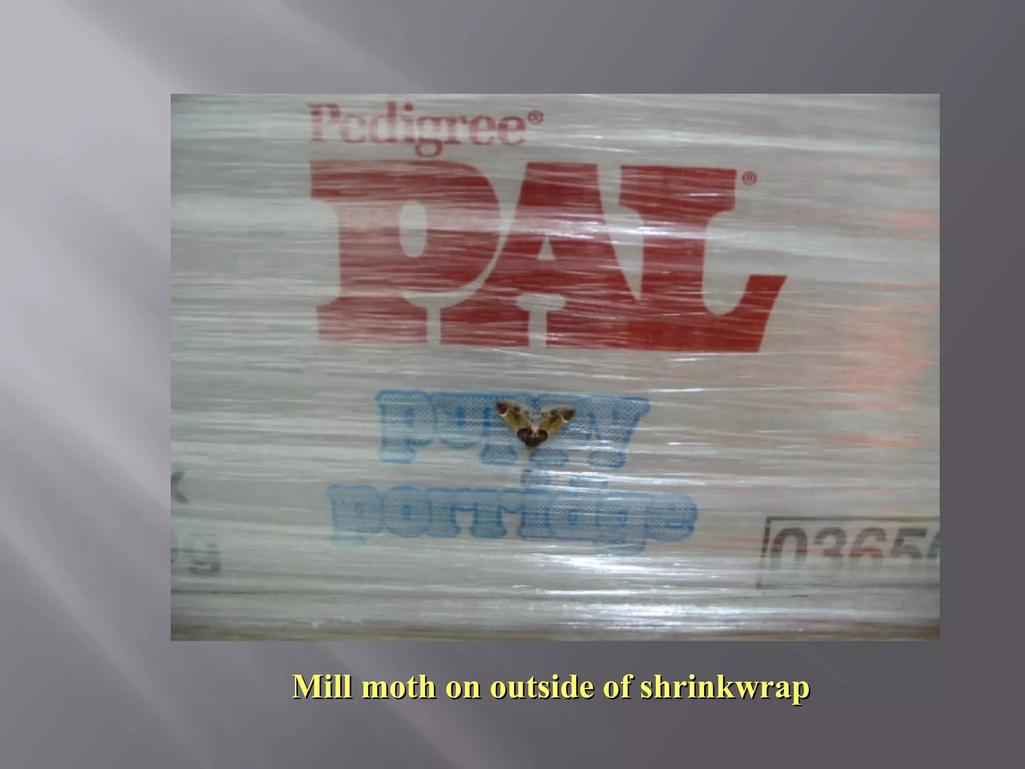 Insects [training] | PPT