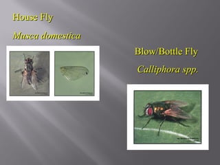 Insects [training] | PPT