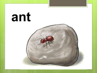 ant
 