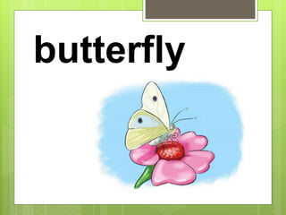 butterfly
 