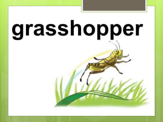 grasshopper
 