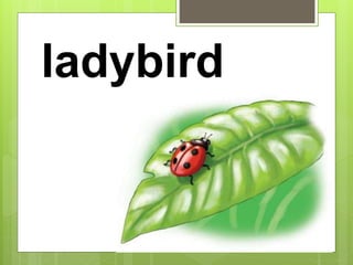 ladybird
 