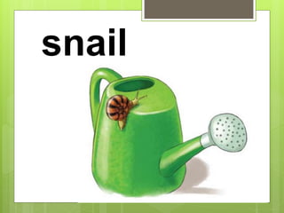 snail
 