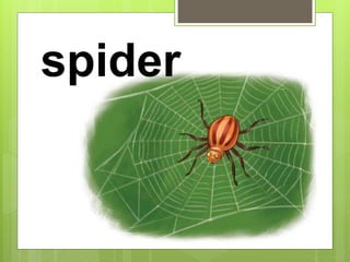spider
 