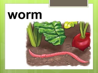 worm
 