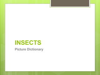 INSECTS
Picture Dictionary
 