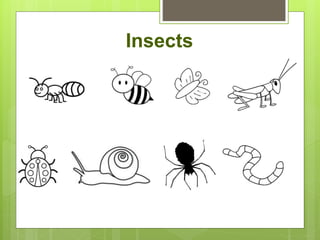 Insects
 