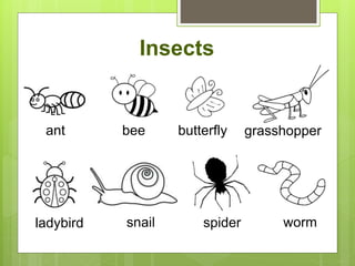 Insects
ant bee butterfly
snail spider worm
grasshopper
ladybird
 