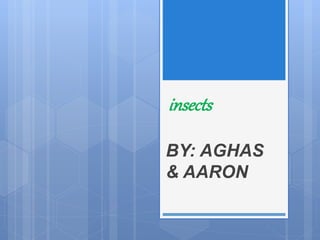 insects
BY: AGHAS
& AARON
 