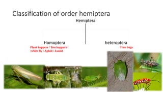 insect taxonomy presentation for B.Sc. agriculture | PPTX