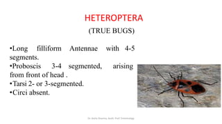 insect taxonomy presentation for B.Sc. agriculture | PPTX