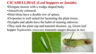 insect taxonomy presentation for B.Sc. agriculture | PPTX