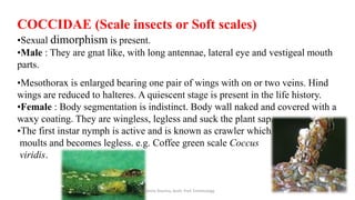 insect taxonomy presentation for B.Sc. agriculture | PPTX