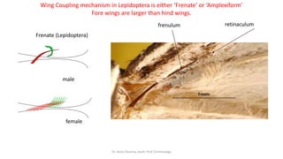 insect taxonomy presentation for B.Sc. agriculture | PPTX