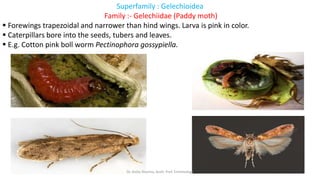Genus Geisha Insect insect taxonomy presentation for B.Sc. agriculture | PPTX