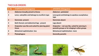 insect taxonomy presentation for B.Sc. agriculture | PPTX