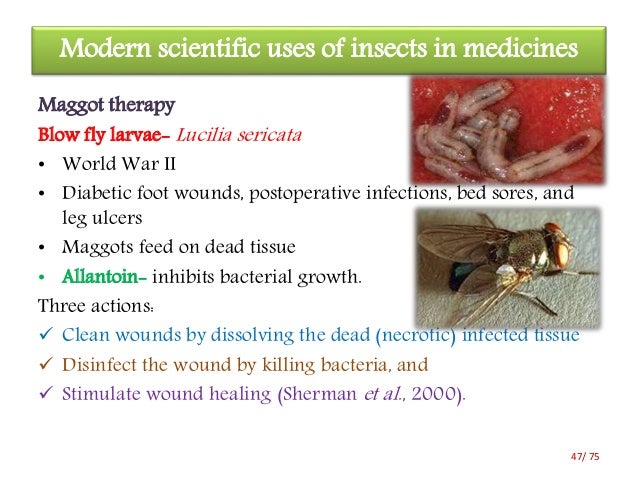 Medical Insecta Insects Used In Medical Therapies – NHAJR
